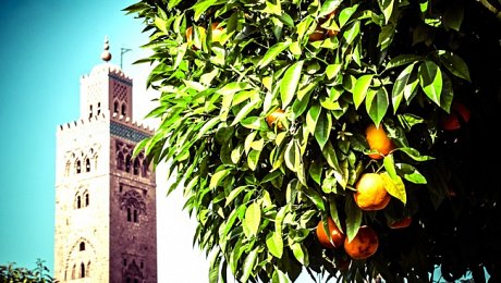 Imperial-Cities-Morocco-tours-Marrakech-koutoubia-oranges